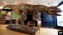 Joshua Wiles, five years old, looks at a massive bronzed fibre glass model of a Tyrannosaurus Rex on display during a press preview at Christie's auction rooms in London, Monday, Aug. 3, 2015. (AP Photo/Kirsty Wigglesworth)