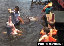 In this Oct.11, 2017, file photo, young tourists look on as a man feeds fish to pink dolphins in the Rio Negro outside of Manaus, Brazil.