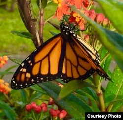 A male monarch butterfly displays the species' distinctive black and orange pattern. (Photo: B. Dennee)