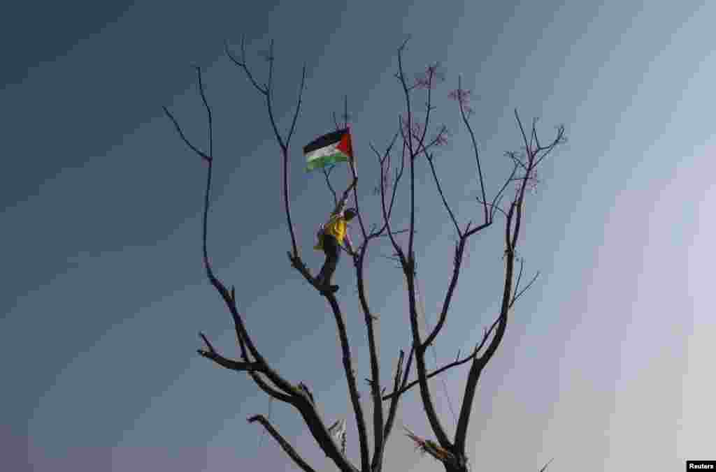 A youth waves a Palestinian flag as he climbs a tree during a rally marking the 48th anniversary of the founding of the Fatah movement, in Gaza City, January 4, 2013.
