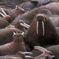 Thousands of walruses are congregating on Alaska's northwest coast because of receding sea ice in the Arctic