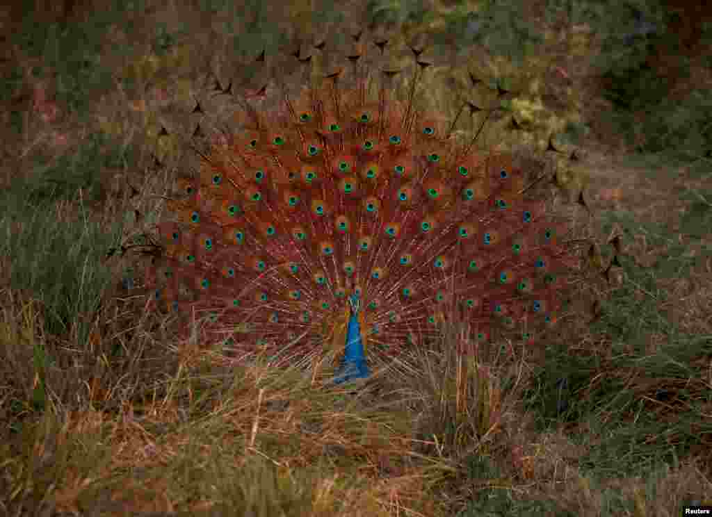 تصویری از یک طاووس&nbsp; در پارک ملی چیتوان نپال &nbsp;