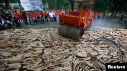 Gading-gading ilegal dihancurkan dalam upaya mencegah perburuan gajah dan mengekang pemasaran gading (foto: ilustrasi). 