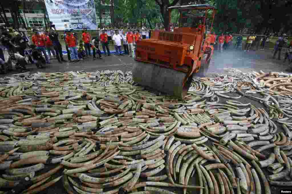 A road roller crushes smuggled elephant tusks that had been confiscated, at the Parks and Wildlife Center in Quezon City, Metro Manila. The government destroyed at least five tons of smuggled tusks, making the Philippines the first country in Asia to conduct physical destruction of massive ivory stockpiles in support of efforts to stamp out illegal wildlife trade.