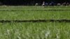 FILE - Laborers transplant rice seedlings in a paddy field in Qalyub, in the El-Kalubia governorate, northeast of Cairo, Egypt, June 1, 2016. 