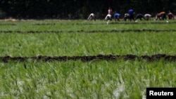Laborers transplant rice seedlings in a paddy field in Qalyub, in the El-Kalubia governorate, northeast of Cairo, Egypt, June 1, 2016. 