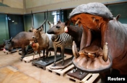حیوانات تاکسیدرمی شده در موزه «آفریقای مرکزی» بلژیک