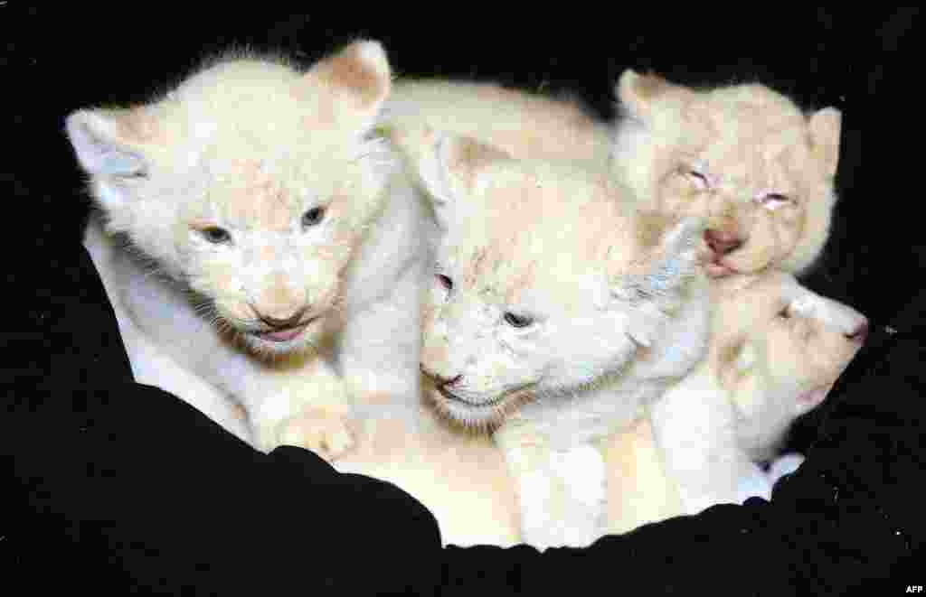 Quatro liões albinos bebés descansam no Jardim Zoológico de Magdeburg na Alemanha.