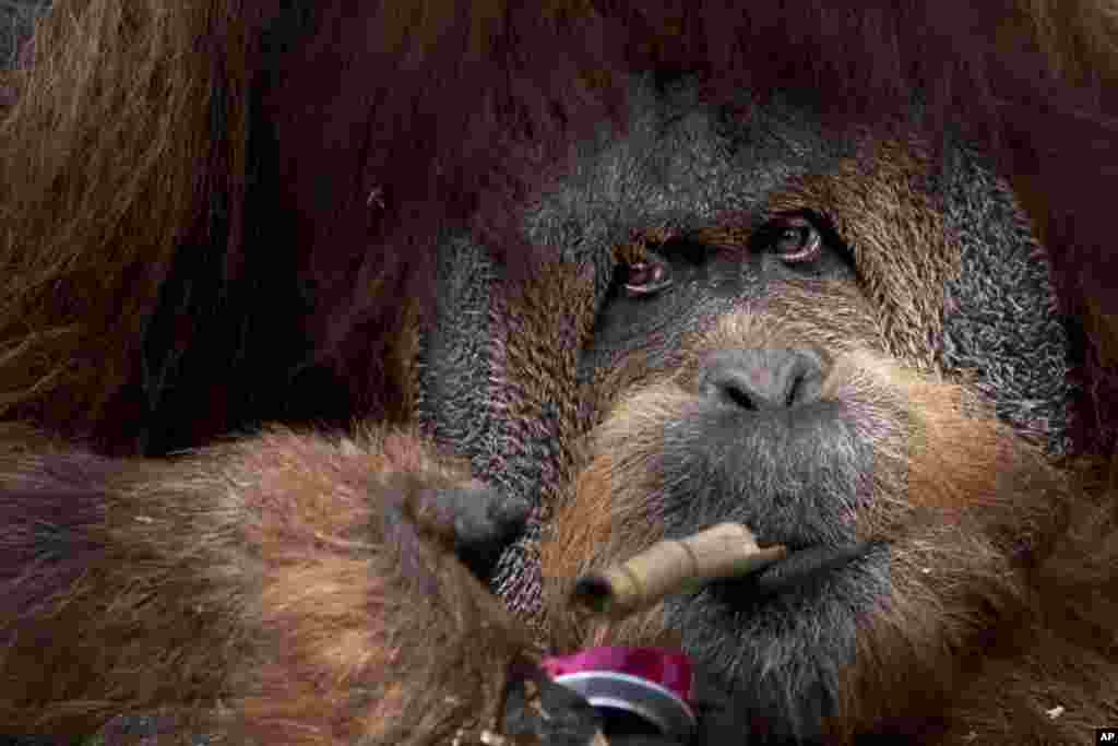 Mushon (45 tahun), orangutan asal Sumatra bermain dengan bambu dan potongan kaleng di kebun binatang Tel Aviv, Israel.