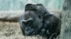 Gorila Tertua di Dunia Rayakan Ulang Tahun