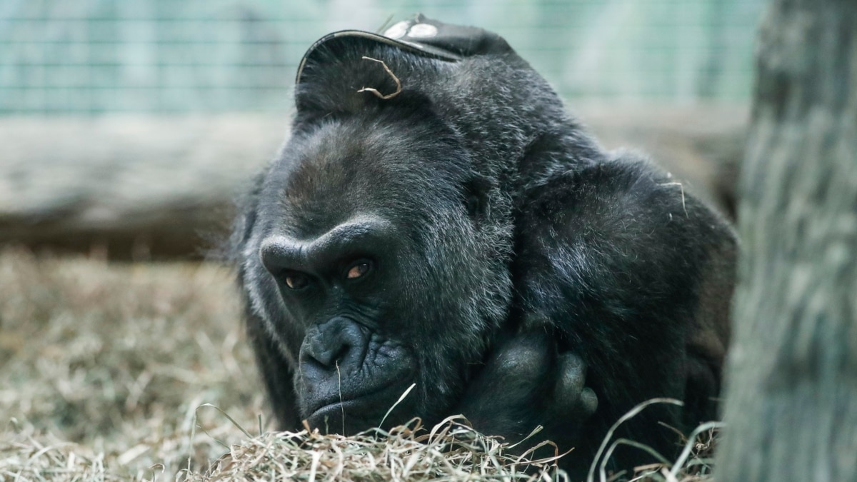 Colo, World's Oldest Gorilla, Turns 60