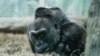 World's Oldest Known Zoo Gorilla Dies