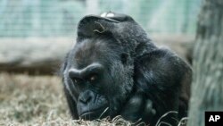 Colo, a Western Gorilla, rests in her enclosure at the Columbus Zoo, Dec. 15, 2016, in Columbus, Ohio. Colo, the very first born and oldest surviving gorilla in captivity.