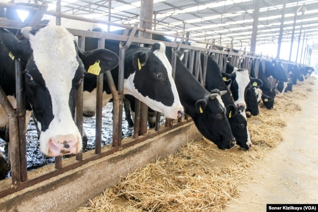 Peternakan sapi. Peternakan sapi perah River Ridge Dairies di Sunshine Coast, Queensland, Australia, berusaha meningkatkan produksi susunya dengan cara sederhana. Mereka memberi makan ternak dengan produk sampingan dari pabrik penyulingan minuman rum. (Foto: VOA)