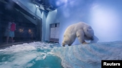 A polar bear is seen in an aquarium at the Grandview mall in Guangzhou, Guangdong province, China, July 27, 2016. 