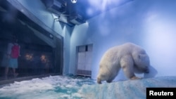 A polar bear is seen in an aquarium at the Grandview mall in Guangzhou, Guangdong province, China, July 27, 2016. 