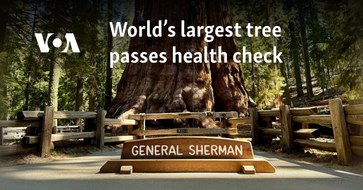 World’s largest tree passes health check