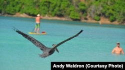 Caribbean Wildlife in the Air, on Land and under Water