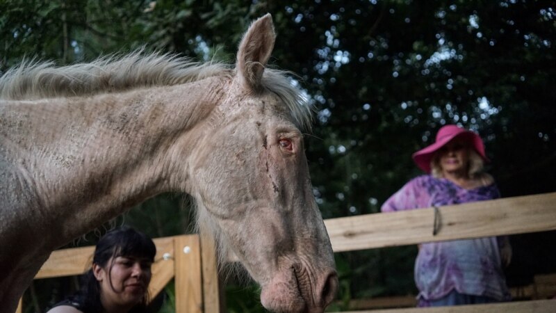 Animals ‘Own’ Argentine Sanctuary