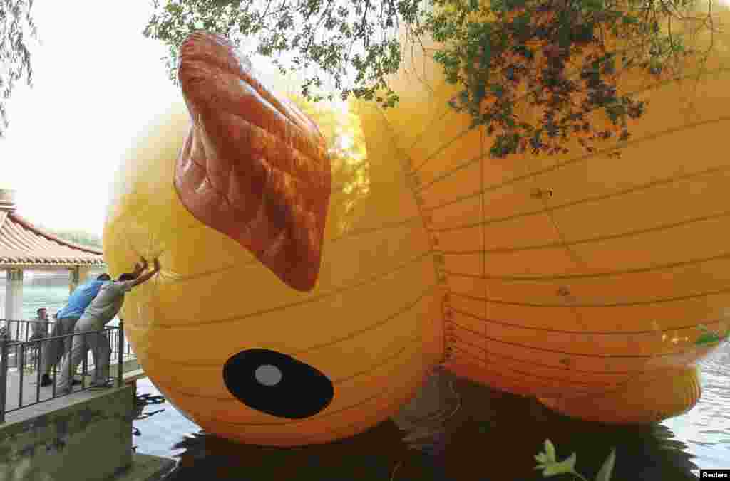 Employees try to push a scaled replica of the rubber duck by Dutch conceptual artist Florentijn Hofman away from lakeside at a park in Shenyang, Liaoning province, China. The 13-meter-tall and 15-meter-long replica was set up for the Dragon Boat Festival, local media reported.