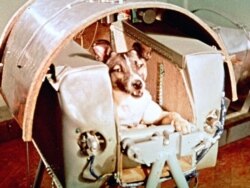 Female dog named Laika aboard the Sputnik II space capsule before its launch. (AP File Photo)