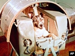 Female dog named Laika aboard the Sputnik II space capsule before its launch. (AP File Photo)