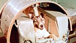 Quiz - Animal Astronauts