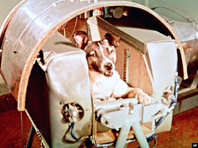 Female dog named Laika aboard the Sputnik II space capsule before its launch. (AP File Photo)