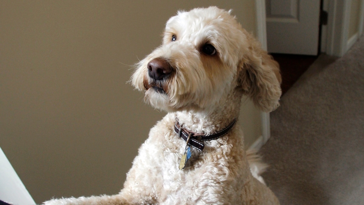 white house labradoodle