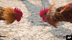 Roosters prepare to attack each other during a cockfight. Cockfighting was outlawed in Cambodia in 2009, but police recently raided a cockfighting operation allegedly run by a relative Prime Minister Hun Sen.