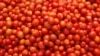 Toneladas de tomates afectados por praga, Benguela