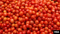 Toneladas de tomates afectados por praga, Benguela