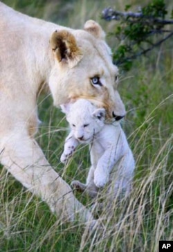 White lions recently successfully bred in the wild in the Eastern Cape