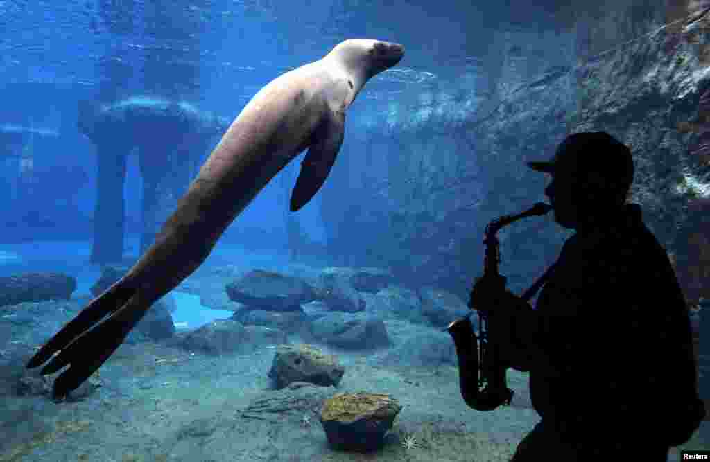 Steve Westnedge memainkan saxophonenya untuk seekor Singa Laut bernama &quot;Casey&quot; sebagai bagian dari pemelitian reaksi binatang terhadap beragam bunyo do Kebun Binatang Taronga, Sydney, Australia.