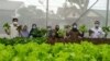 Kelompok Tani Tajur Halang: Tanaman hijau yang segar jadi andalan pertanian hidroponik. (Foto courtesy: Human Initiative)