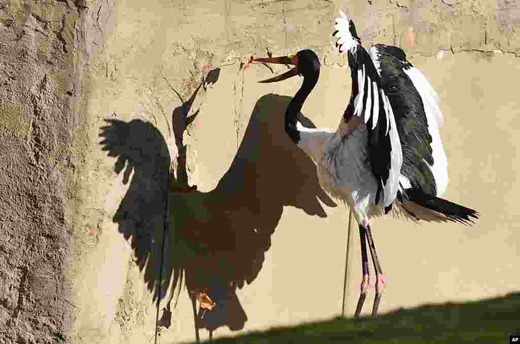 A saddle-billed stork casts a shadow as it catches a falling leaf on a sunny autumn day at the zoo in Gelsenkirchen, Germany.