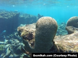Brain corals are found in shallow warm-water coral reefs in all the world's oceans.
