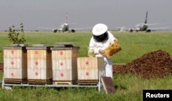 FILE - A beekeeper checks a honeycomb from a beehive at Vaclav Havel Airport in Prague, Sept. 6, 2013.