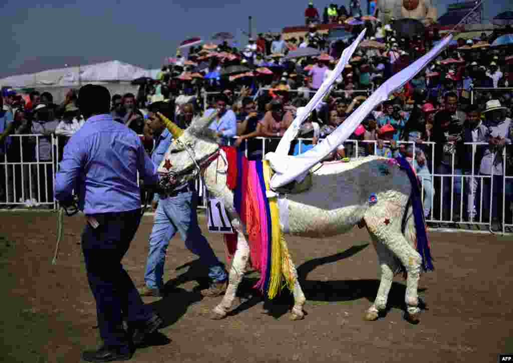 A donkey dressed up as a unicorn is presented during the "National Donkey Fair" in Otumba, Mexico State, Mexico, May 01, 2018. The "National Donkey Fair" is held annually and brings together about 7,000 people to advocate for this cargo animal to be protected from extinction.
