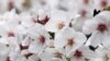 У столиці США починає цвісти японська сакура