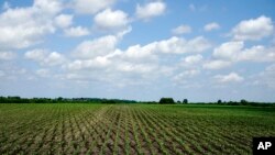 Young corn plants grow in a field in rural Ashland, Nebraska, May 30, 2018.