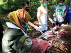 Tim dokter hewan BKSDA Aceh melakukan nekropsi terhadap harimau Sumatra yang ditemukan mati di Aceh Selatan, Senin 29 Juni 2020 (Courtesy: BKSDA Aceh).