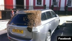A swarm of bees is seen clinging to a car they followed for two days hoping to find their queen bee. (Tom Moses/Facebook)