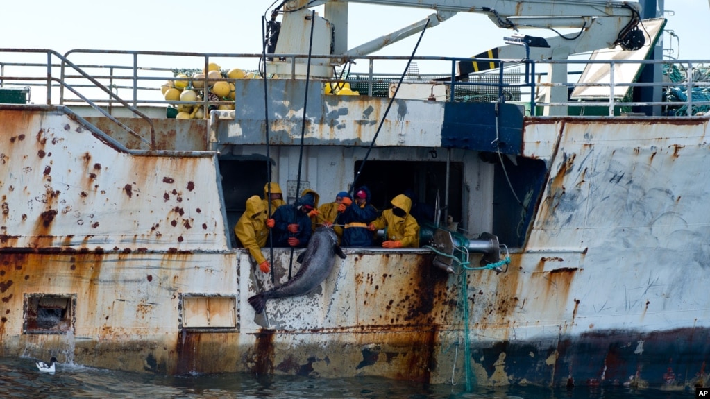 Tàu nước ngoài đánh cá bất hợp pháp tại khu vực Nam Đại Dương, ngoài khơi New Zealand.