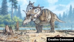 Spiclypeus shipporum, a new three horned dinosaur that lived in Montana had curved horns and a huge bony spiked shield. 