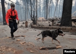 A cadaver dog and his handler search for victims in a burnt-out residential street ravaged by the Camp Fire in Paradise, California, Nov. 13, 2018.