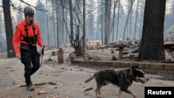 جستجوی یک سگ آموزش دیده به ‌همراه یک امدادگر برای یافتن قربانیان آتش‌سوزی «کمپ»‌ در یکی از خیابان‌های شهر پارادایس واقع در ایالت کالیفرنیا که پس از آتش‌سوزی ویران شده است.13 نوامبر 2018