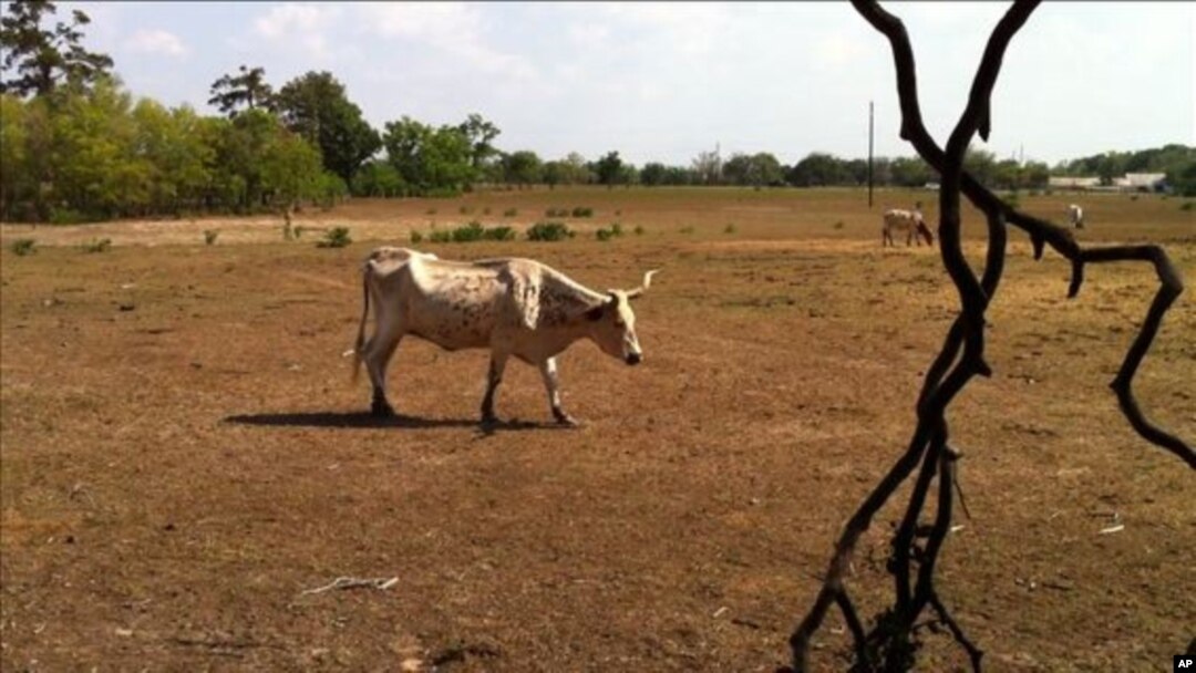 Record-breaking Texas drought results in over $2 billion in losses