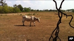 Scene in drought hit Texas