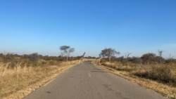 2021年7月1日，长颈鹿走在津巴布韦最大的野生动物保护地万盖国家公园。 (美国之音哥伦布·马乌汗加拍摄)